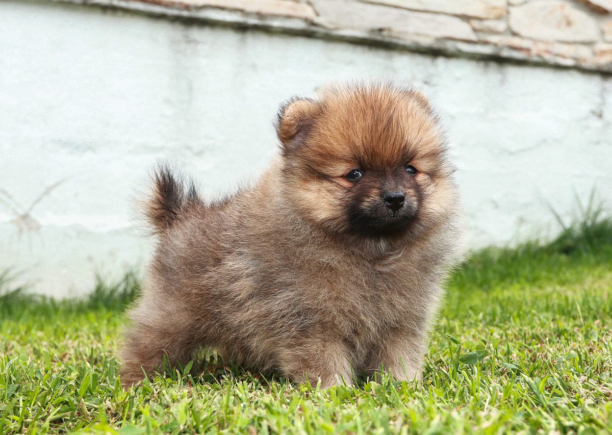 Dinge, die Sie über Pomeranian-Welpen wissen sollten