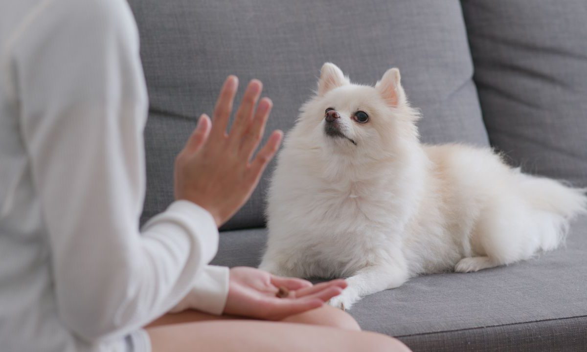 Sind Pomeranians intelligent?